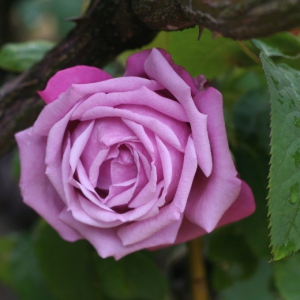 シャルルドゴール紫のバラ香りバラ 薔薇バラばら