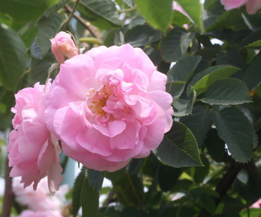 香りバラ・ピンク系バラ　セレスシャル