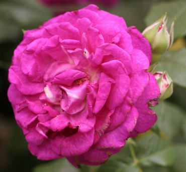 紫のバラ・香りバラ　セント・オブ・ウーマン