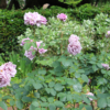 Thumbnail of related posts 019
