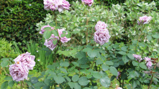 Thumbnail of post image 003