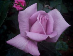 紫のバラ・香りバラ　ブルーナイル