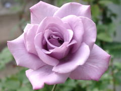 紫のバラ　マダムビオレ