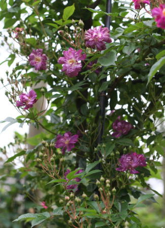 紫のバラ　ファイルヒェンブラウ