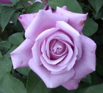 紫のバラ・香りバラ　シャルル・ド・ゴール