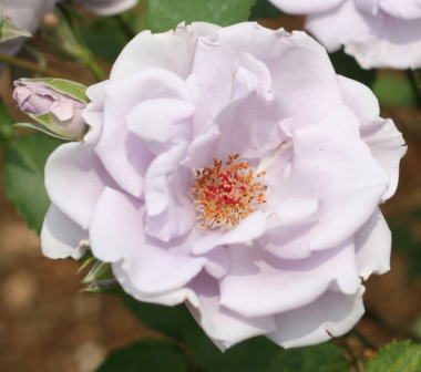 紫のバラ　オンディーナ