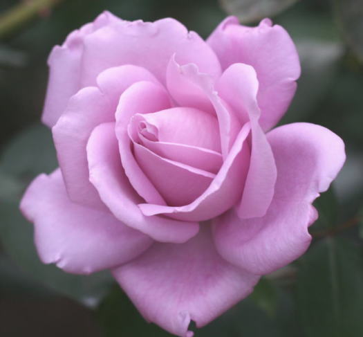 紫のバラ・香りバラ　ブルームーン　画像
