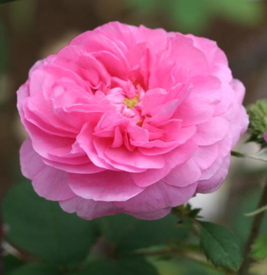 香りバラ・ピンク系バラ　シャポー・ドゥ・ナポレオン