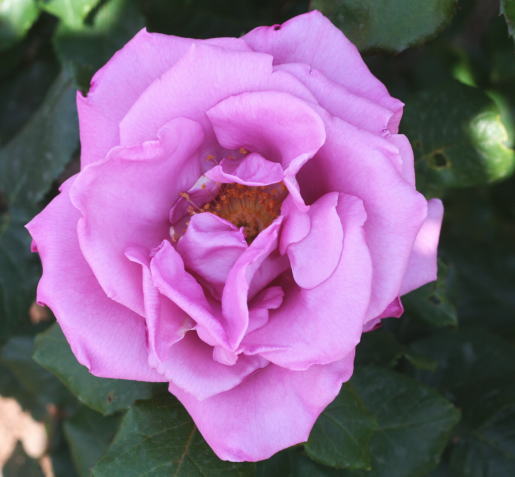 紫のバラ・香りバラ　ムーンシャドウ
