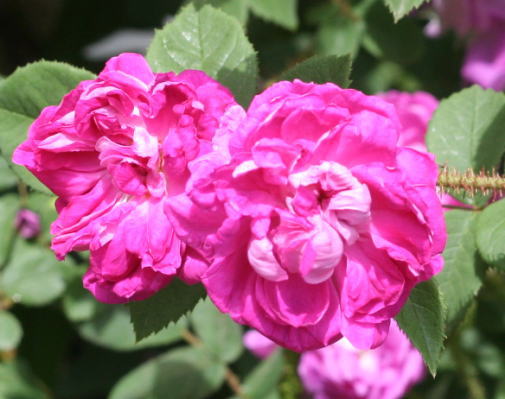 紫のバラ・香りバラ　ウィリアムロブ