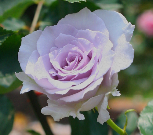 紫のバラ　ミスティパープル