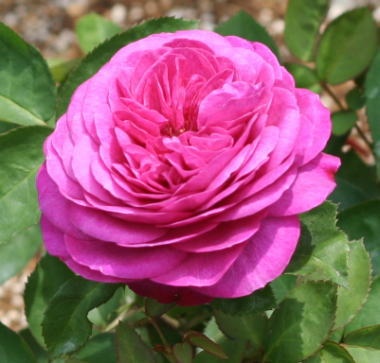 紫のバラ・香りバラ・ピンク系バラ　ハイディ　クルム　ローズ