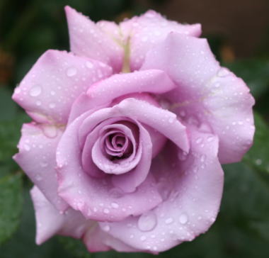 紫のバラ・香りバラ　ブルーシャトー