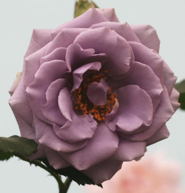 紫のバラ　ターンブルー