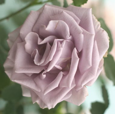 紫のバラ　ターンブルー