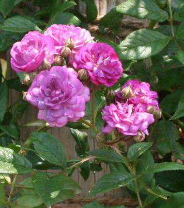 紫のバラ　ローズマリー・ヴィオー