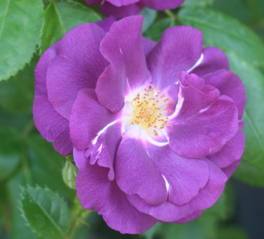 紫のバラ　ラプソディ・イン・ブルー