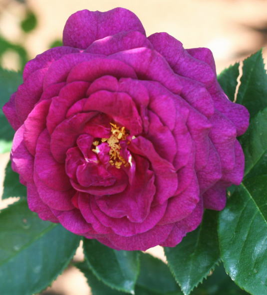 紫のバラ・香りバラ　エブタイド