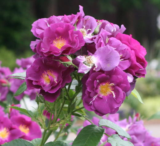 紫のバラ　ラプソディ・イン・ブルー