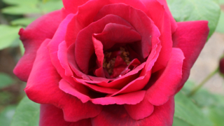 Thumbnail of post image 162