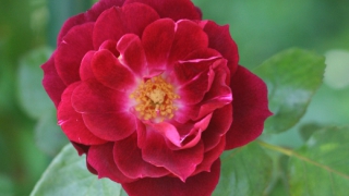 Thumbnail of post image 194