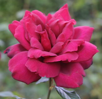 黒バラ・香りバラ・赤系薔薇　オクラホマ