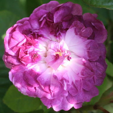 紫のバラ・香りバラ　カルディナル・ドゥ・リシュリュー