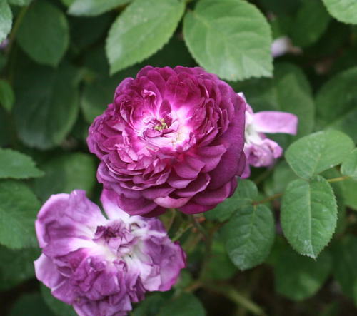 紫のバラ・香りバラ　カルディナル・ドゥ・リシュリュー