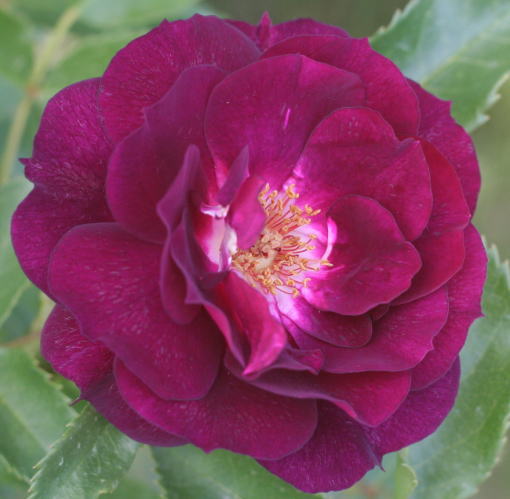 紫のバラ・香りバラ　ミッドナイトブルー
