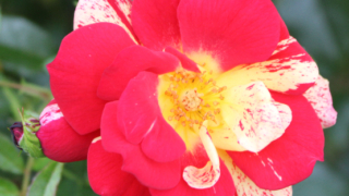Thumbnail of post image 015
