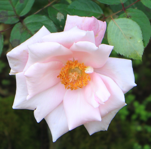 香りバラ・ピンク系バラ 春芳