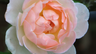 Thumbnail of post image 095