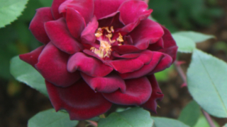 Thumbnail of post image 163