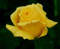 香りバラ・黄色系薔薇　マルコポーロ