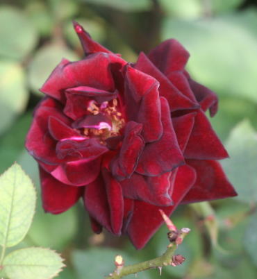 黒バラ・香りバラ・赤系バラ　ルイ14世