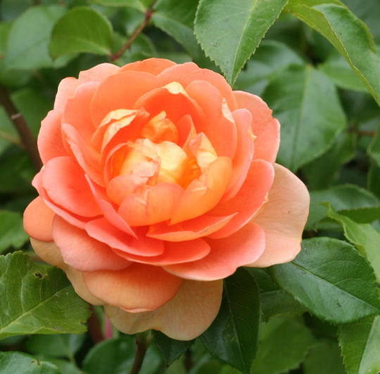 香りバラ・オレンジ系バラ　パットオースチン