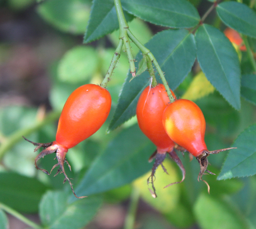 原種系バラ・ピンク系バラ ロサ・エグランテリア