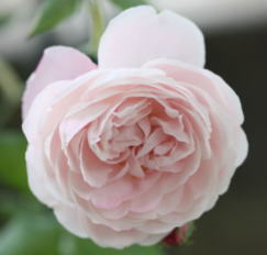 香りバラ・ピンク系バラ　マダムピエールオジェ