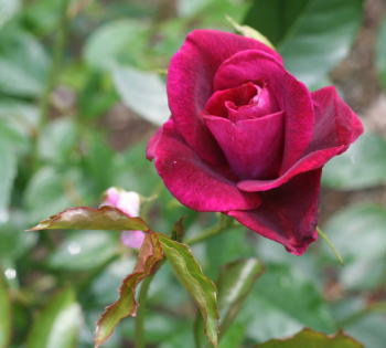 紫のバラ　バーガンディ　アイスバーグ