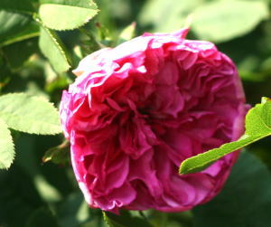 原種系バラ・紫のバラ　ロサ・ルクスブルギー（イザヨイバラ）