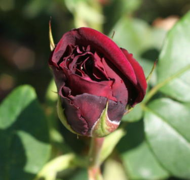 紫のバラ・黒バラ・香りバラ　アストリット グレーフィン フォン ハルデンベルク