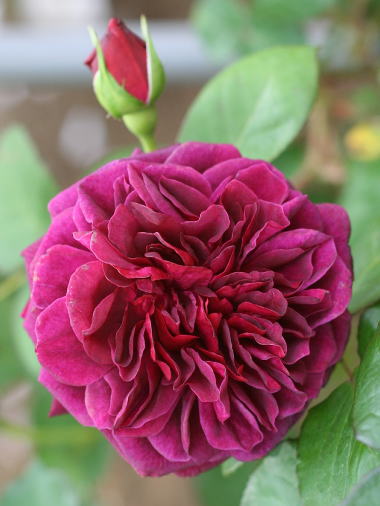 紫のバラ・黒バラ・香りバラ　トラディスカント