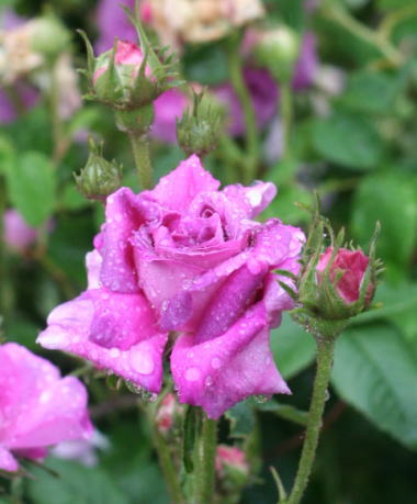 紫のバラ・香りバラ　ベル・ドゥ・クレシー