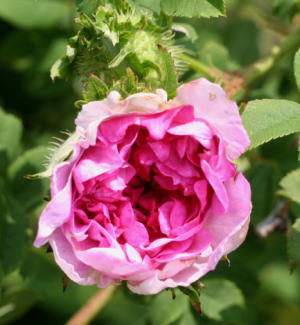 原種系バラ・紫のバラ　ロサ・ルクスブルギー（イザヨイバラ）