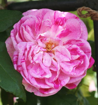 紫のバラ・絞りバラ・香りバラ　オノリーヌ　ド　ブラバン