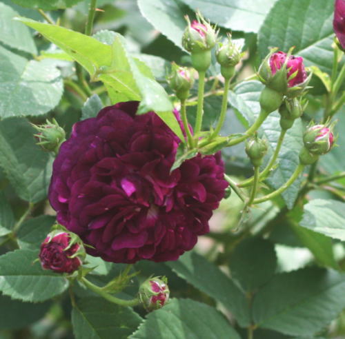 紫のバラ・香りバラ　オンブレー・パルフェ