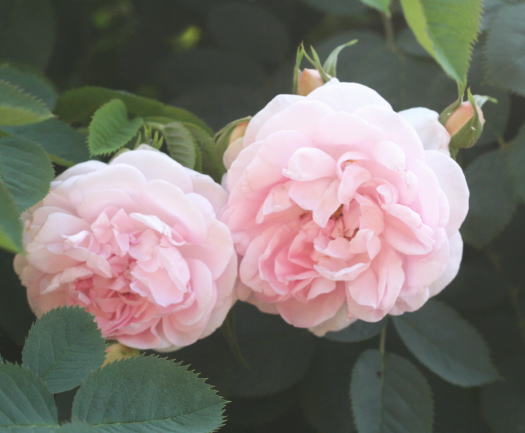 香りバラ・ピンク系バラ　セレスシャル