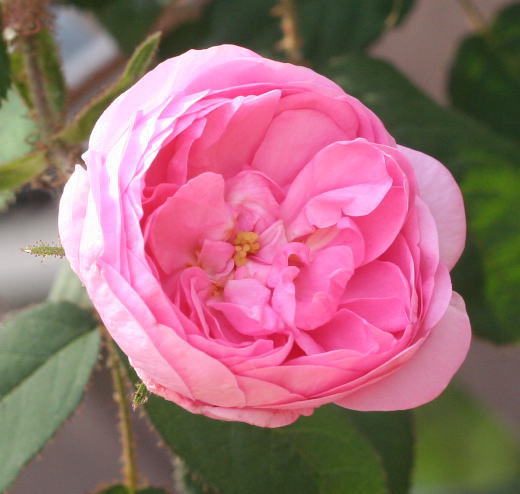香りバラ・ピンク系バラ ロサ　ケンティフォリア　ムスコーサ