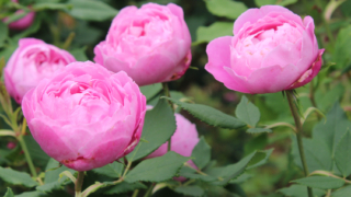 Thumbnail of post image 153