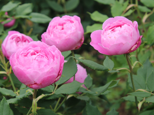 香りバラ・ピンク系バラ ラレーヌビクトリア
